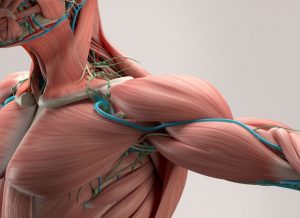 Comment travailler les fonds de triceps ?