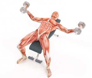 exercices pour les nageurs