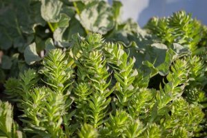 La rhodiola rosea, une plante adaptogène efficace