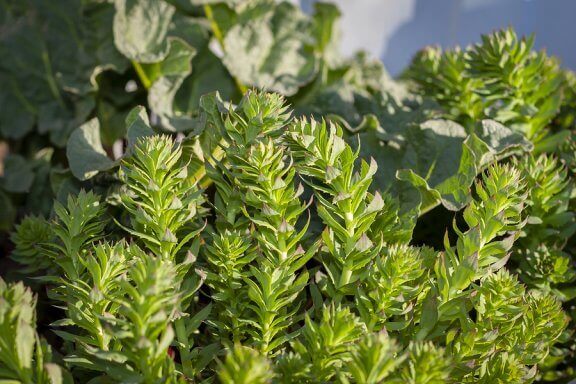 La rhodiola rosea, une plante adaptogène efficace