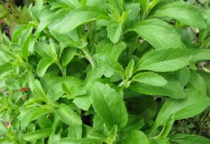Stevia