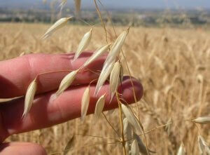 Recettes à base d'avoine