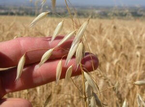 Recettes à base d'avoine