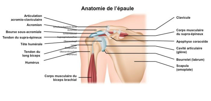 muscles coiffe des rotateurs