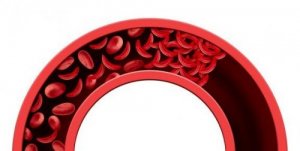 Circulation sanguine