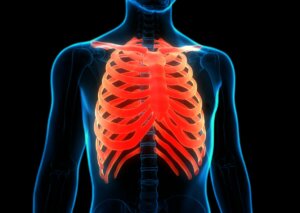 La cage thoracique d'un individu.