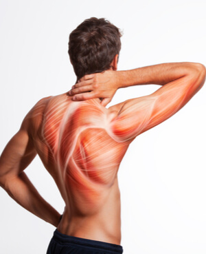 Musculation